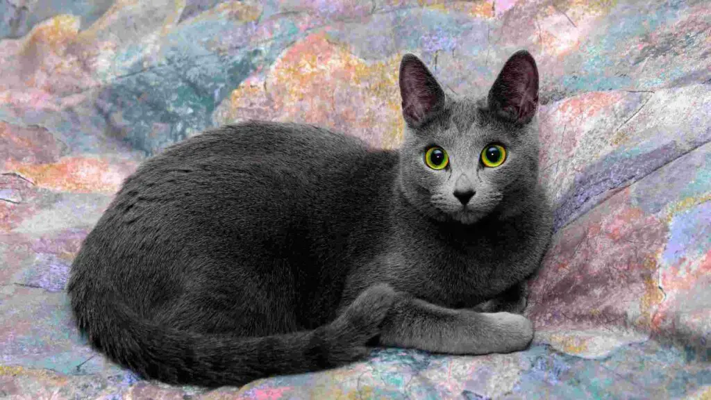 Russian Blue Most Hypoallergenic Cats For Adoption