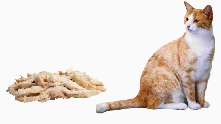 Is Boiled Chicken Good for Cats