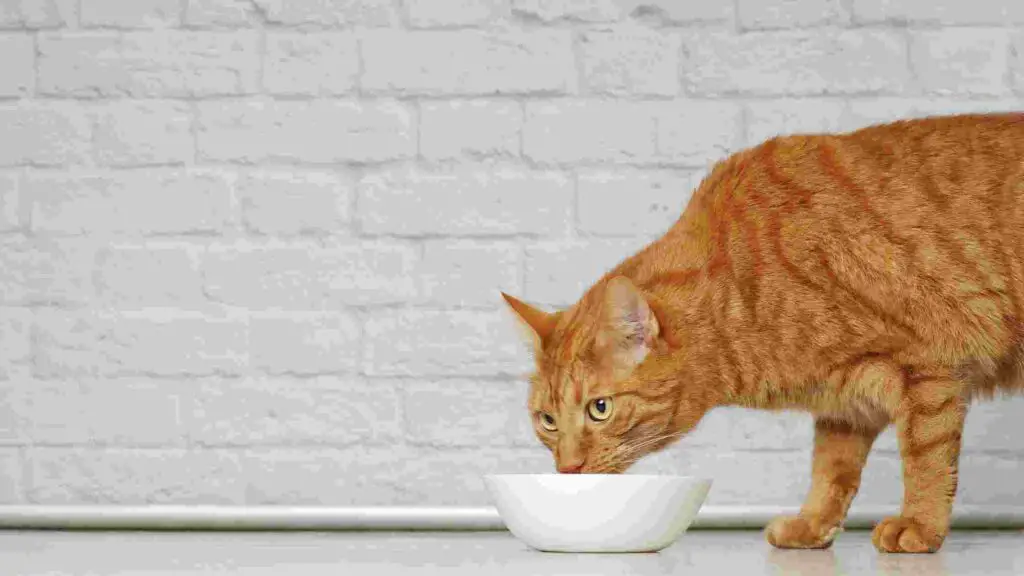 Is Boiled Chicken Good for Cats