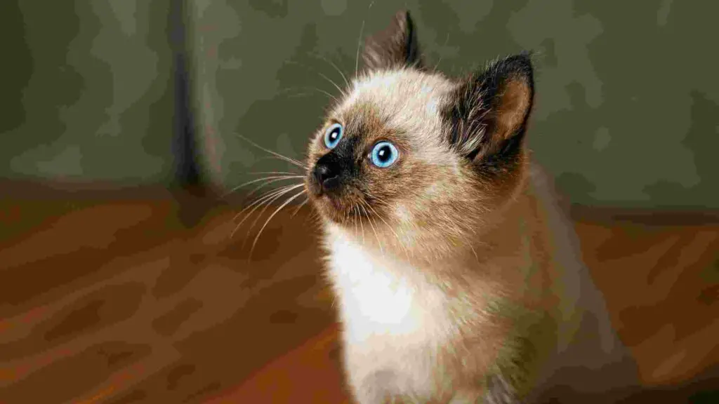 Most Hypoallergenic Cats For Adoption