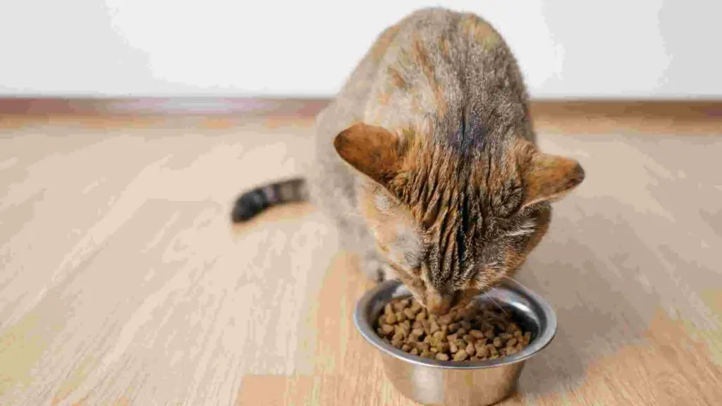 15 Best Soft Dry Cat Food Brands (2022) - Easy to Chew Kibbles