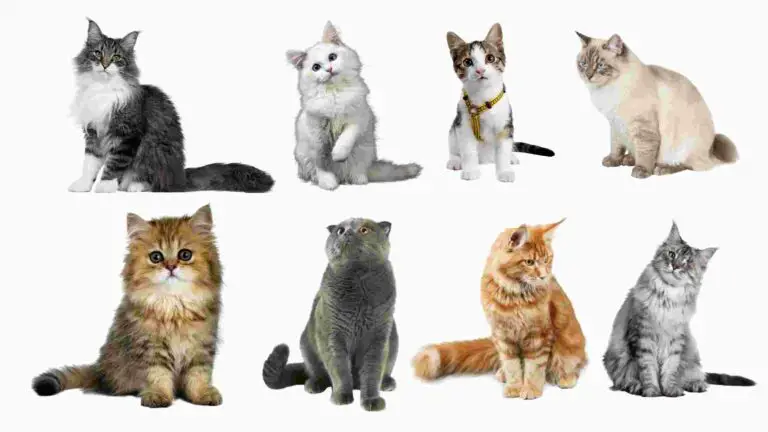12 Most Hypoallergenic Cats For Adoption