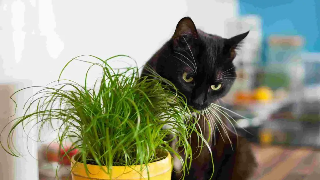 Is Cat Grass Good For Cats? 