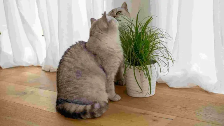 Is Cat Grass Good For Cats?