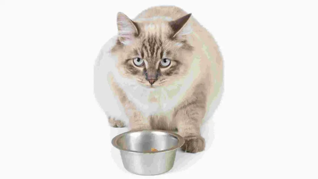 Tiki Cat Feeding Guide 