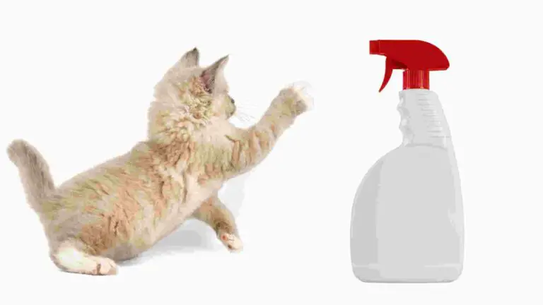 Alternative to Spray Bottle For Cats