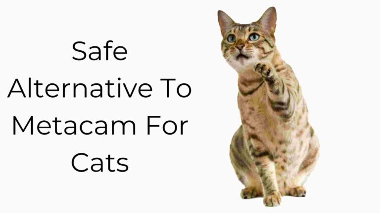 Safe Alternative To Metacam For Cats