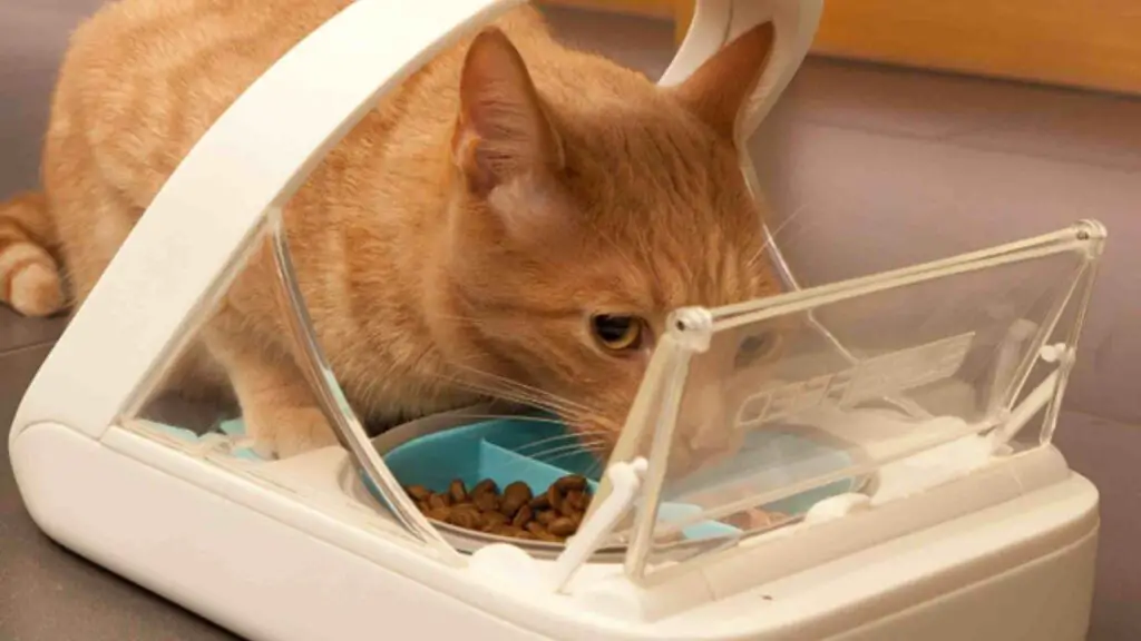 Microchip Cat Feeder