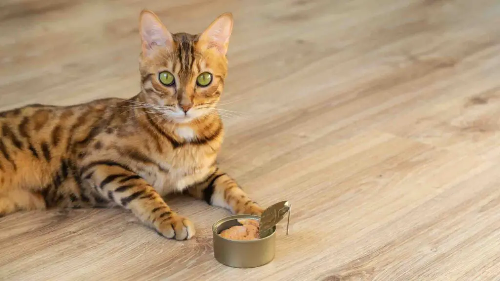 Alley Cat Cat Food Recall 2022