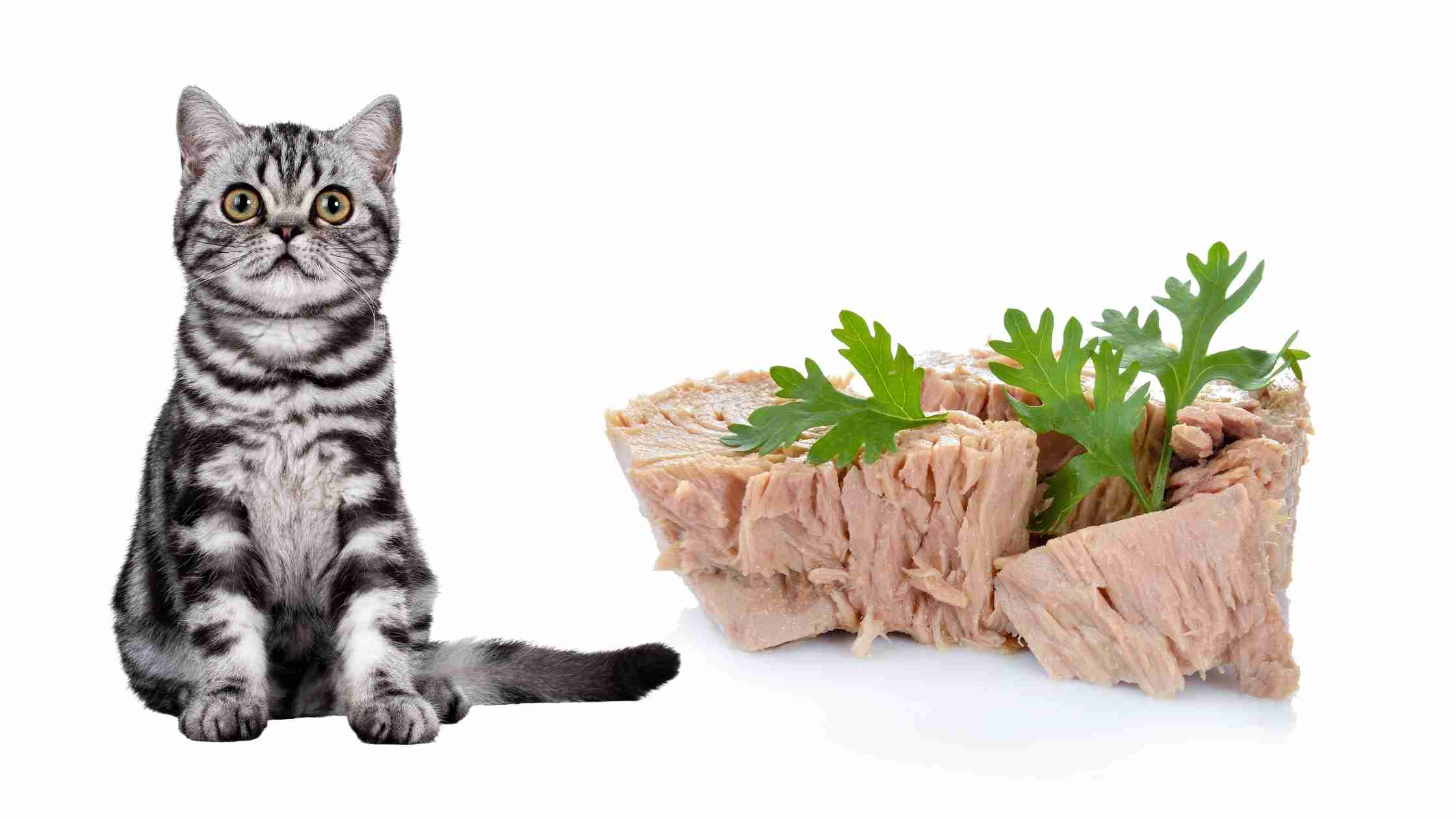 Can Cats Eat Canned Tuna