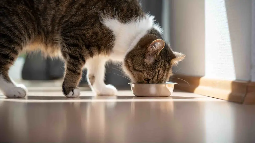 How to Choose the Best Raw Cat Food? - MyBestCatFood