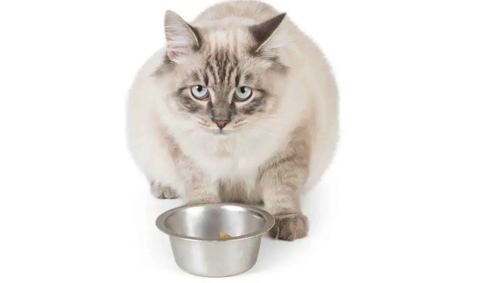 Smalls Cat Food Review 2022
